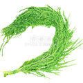 Amaranthus Verde Citron (Buchet Criogenat) - DepozituldeCriogenati.ro