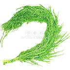 Amaranthus Verde Citron (Buchet Criogenat) - DepozituldeCriogenati.ro