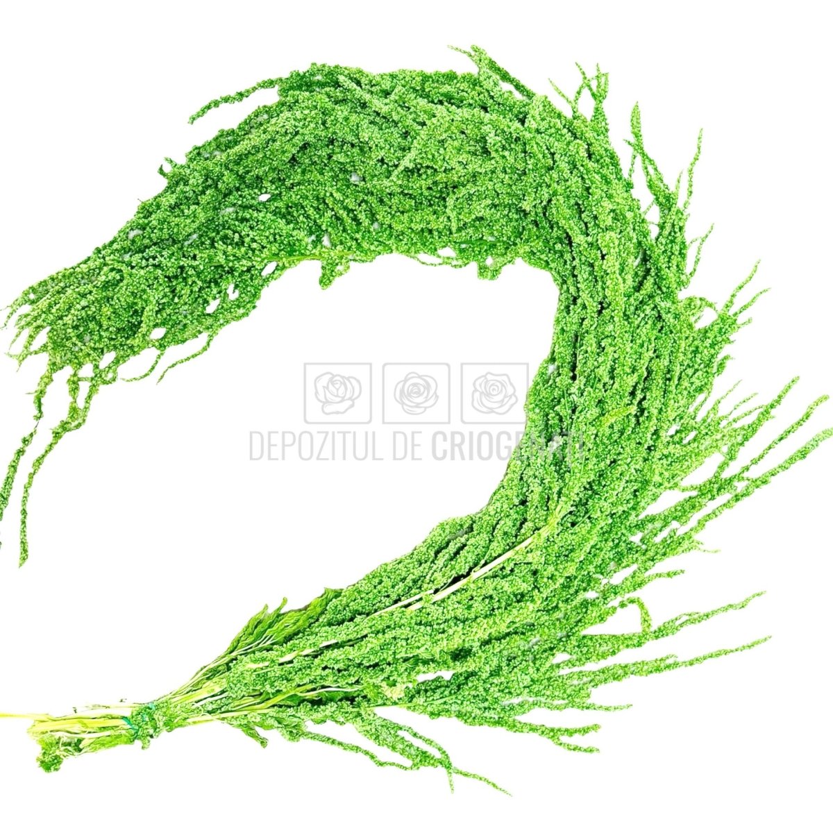 Amaranthus Verde Citron (Buchet Criogenat) - DepozituldeCriogenati.ro