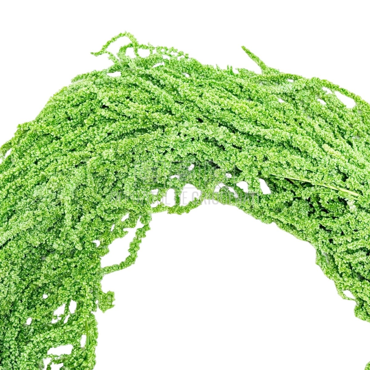 Amaranthus Verde Citron (Buchet Criogenat) - DepozituldeCriogenati.ro