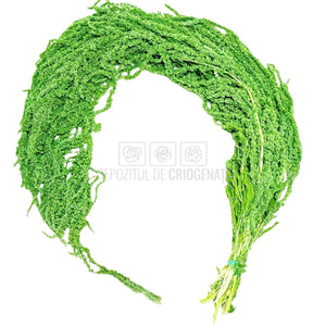Amaranthus Verde Citron (Buchet Criogenat) - DepozituldeCriogenati.ro