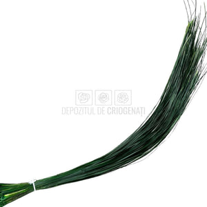 Bear Grass Verde (Buchet Criogenat) - DepozituldeCriogenati.ro