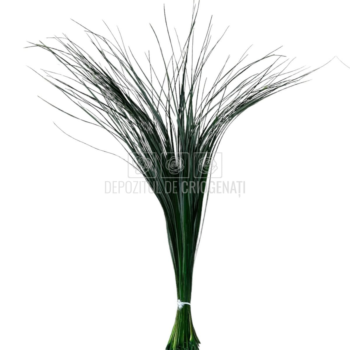 Bear Grass Verde (Buchet Criogenat) - DepozituldeCriogenati.ro