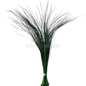 Bear Grass Verde (Buchet Criogenat) - DepozituldeCriogenati.ro
