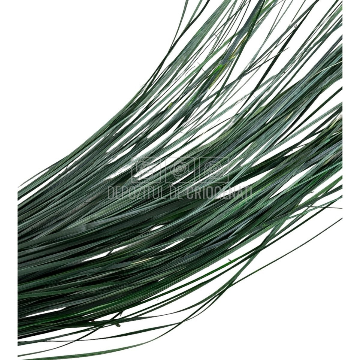 Bear Grass Verde (Buchet Criogenat) - DepozituldeCriogenati.ro