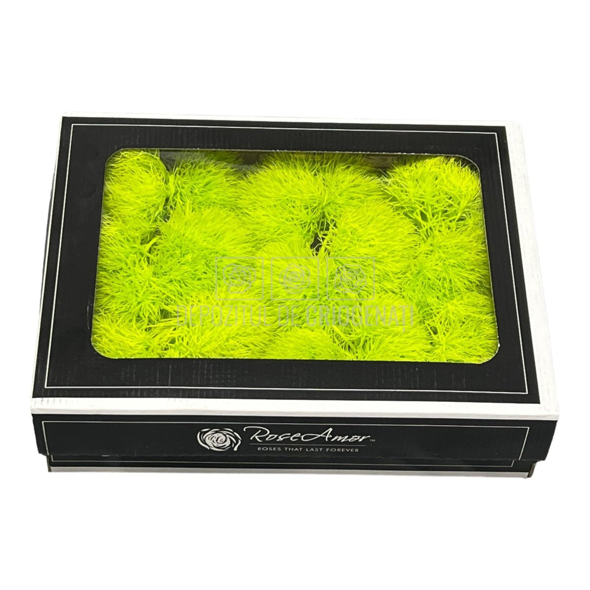 Cheers Dianthus Criogenat GRE-99 (Ø6cm, set 9-15 buc /cutie) - DepozituldeCriogenati.ro