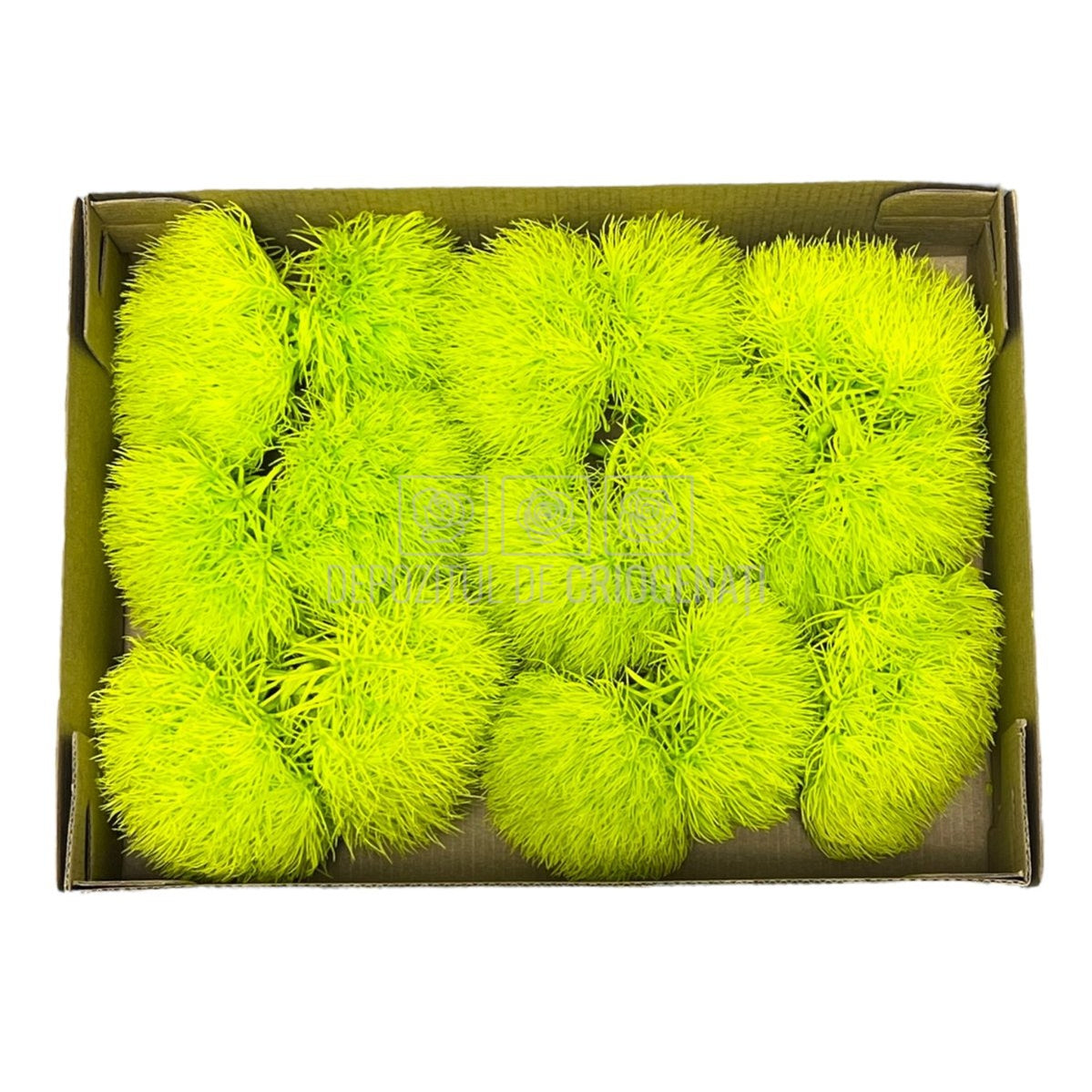 Cheers Dianthus Criogenat GRE-99 (Ø6cm, set 9-15 buc /cutie) - DepozituldeCriogenati.ro