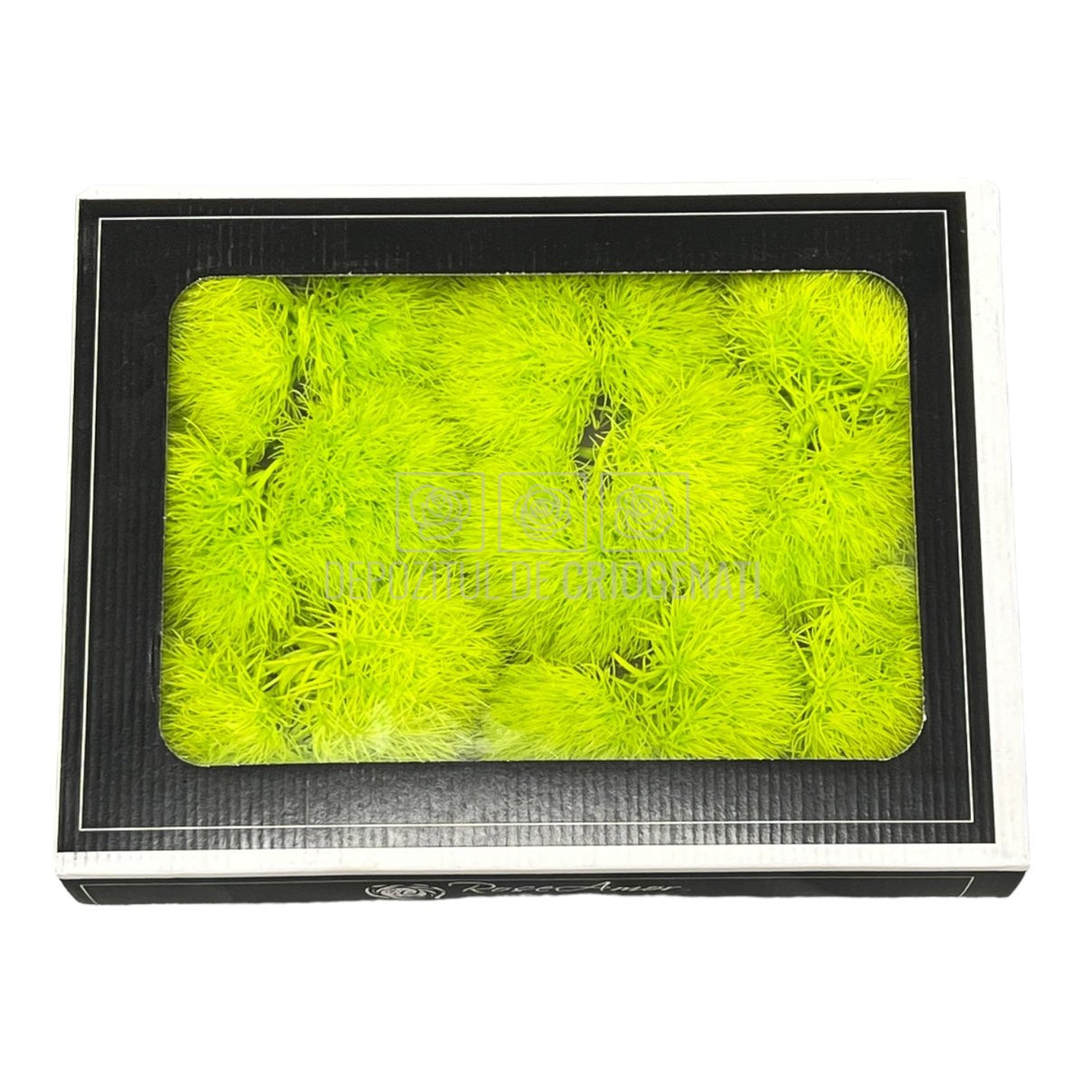 Cheers Dianthus Criogenat GRE-99 (Ø6cm, set 9-15 buc /cutie) - DepozituldeCriogenati.ro