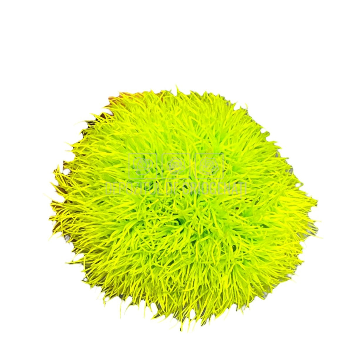 Cheers Dianthus Criogenat GRE-99 (Ø6cm, set 9-15 buc /cutie) - DepozituldeCriogenati.ro