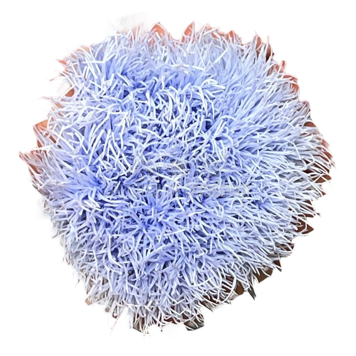 Cheers Dianthus Criogenat VIO-89 (Ø6cm, set 9-15 buc /cutie) - DepozituldeCriogenati.ro