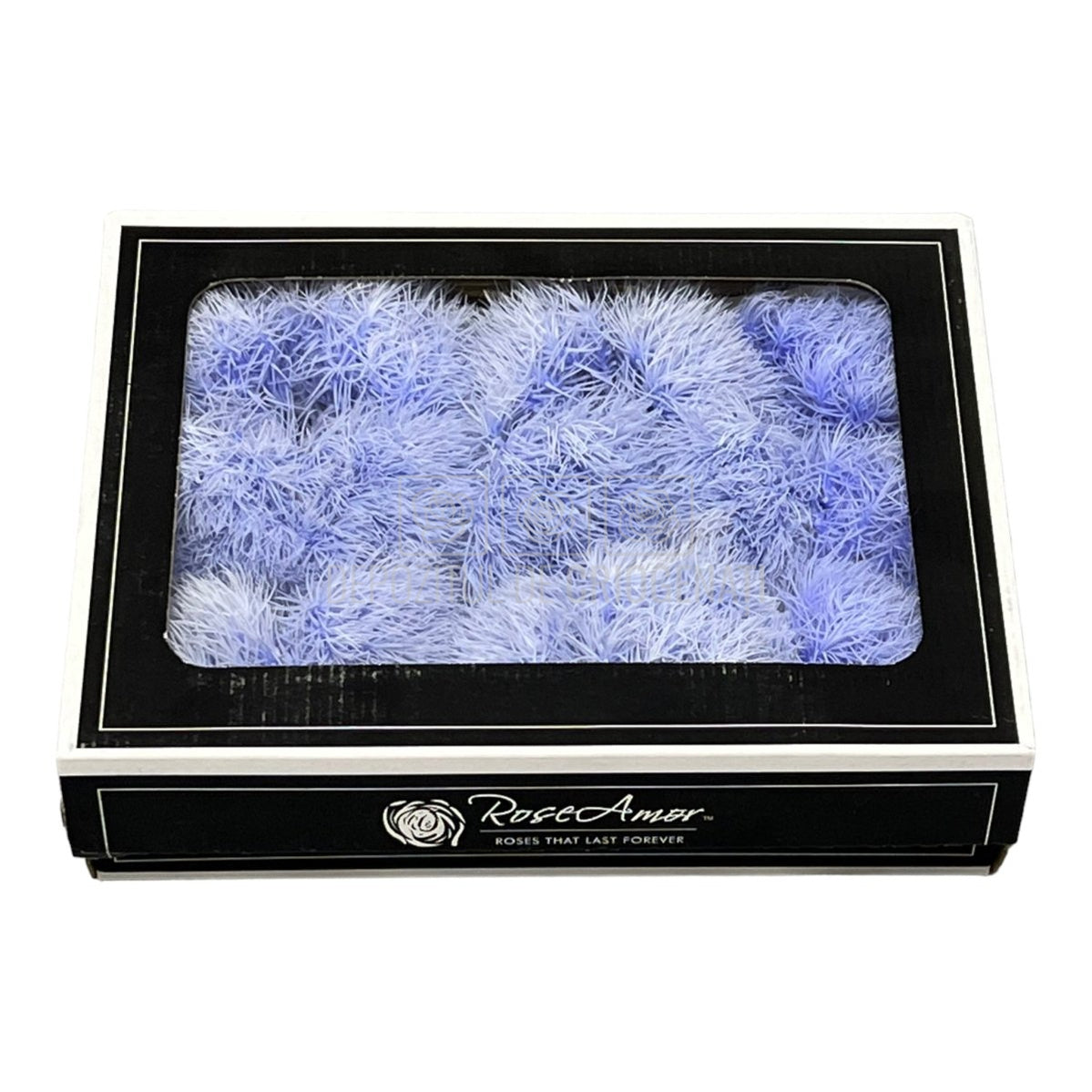 Cheers Dianthus Criogenat VIO-89 (Ø6cm, set 9-15 buc /cutie) - DepozituldeCriogenati.ro