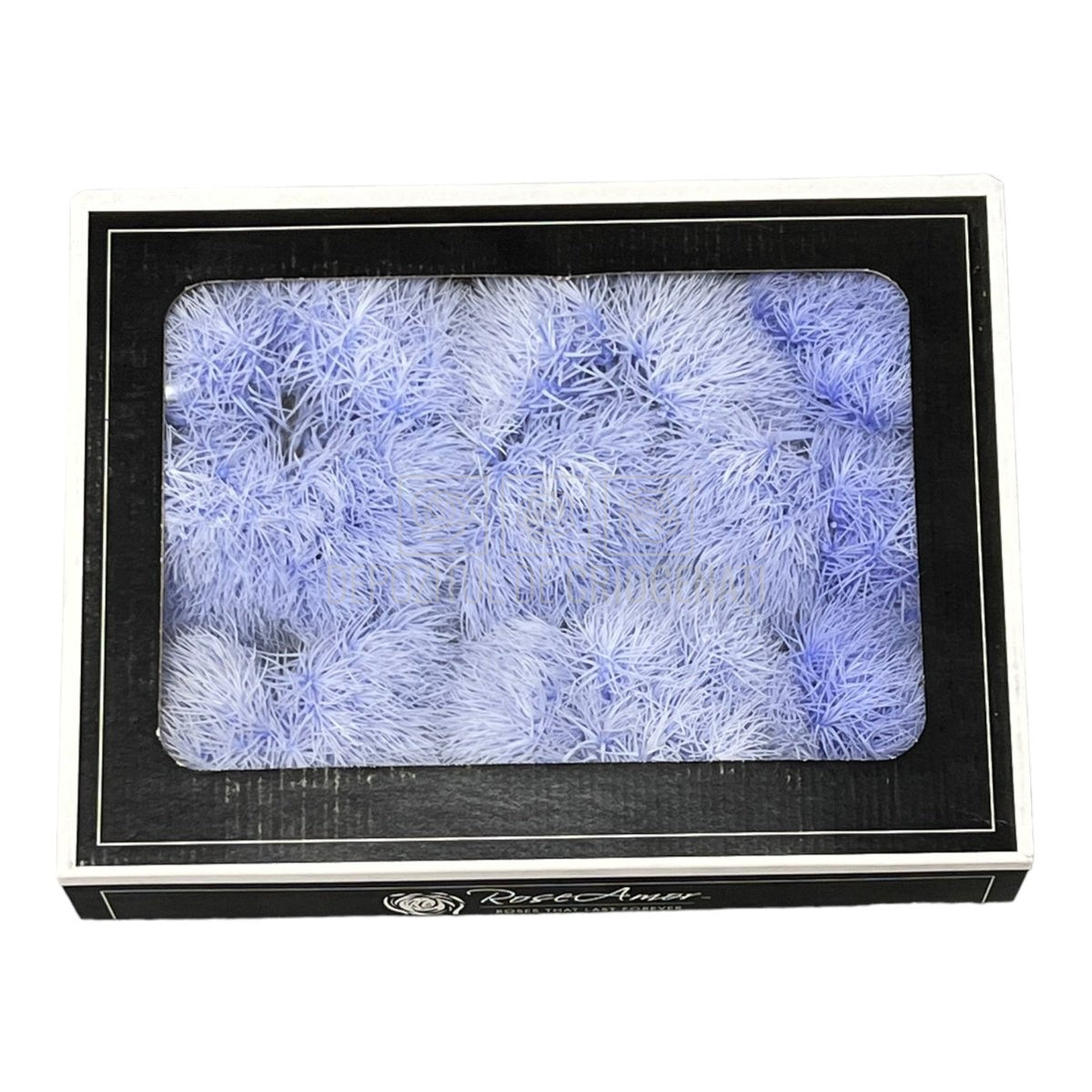 Cheers Dianthus Criogenat VIO-89 (Ø6cm, set 9-15 buc /cutie) - DepozituldeCriogenati.ro