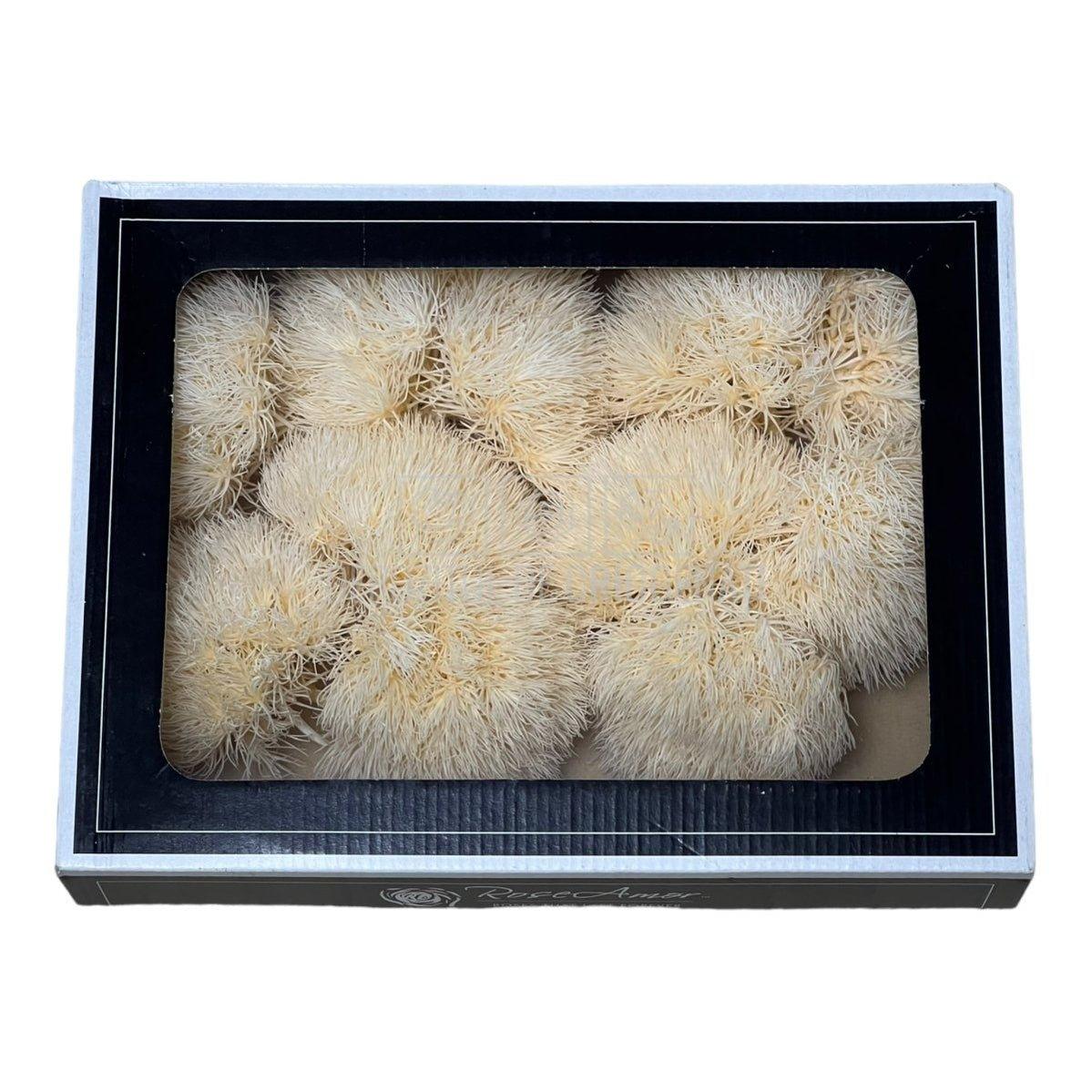 Cheers Dianthus Criogenat CHA-99 (Ø6cm, set 9-11 buc /cutie) - DepozituldeCriogenati.ro