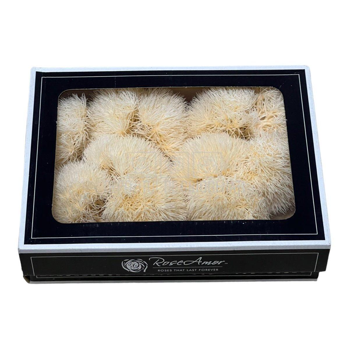 Cheers Dianthus Criogenat CHA-99 (Ø6cm, set 9-11 buc /cutie) - DepozituldeCriogenati.ro