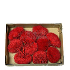 Cheers Dianthus Criogenat RED-02 (Ø6cm, set 9-11 buc /cutie) - DepozituldeCriogenati.ro