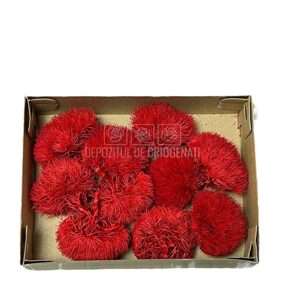 Cheers Dianthus Criogenat RED-02 (Ø6cm, set 9-11 buc /cutie) - DepozituldeCriogenati.ro