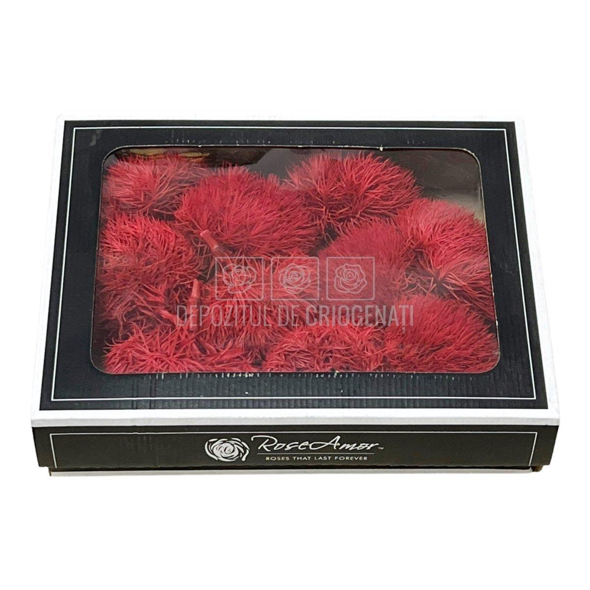 Cheers Dianthus Criogenat RED-02 (Ø6cm, set 9-11 buc /cutie) - DepozituldeCriogenati.ro