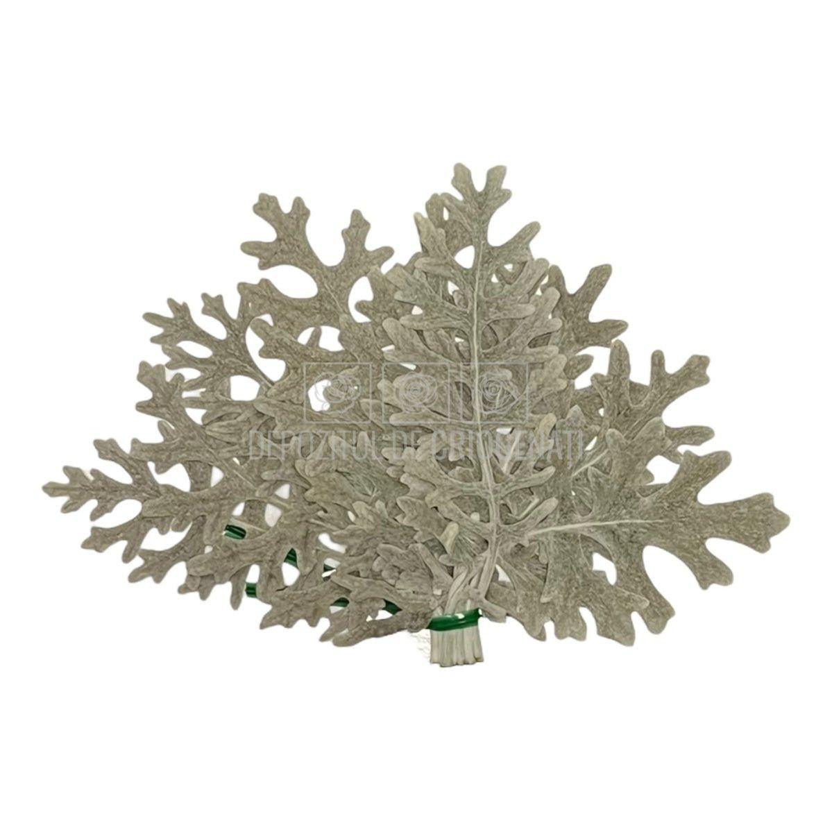 Cineraria (Frunze Criogenate, 10 buc) - DepozituldeCriogenati.ro