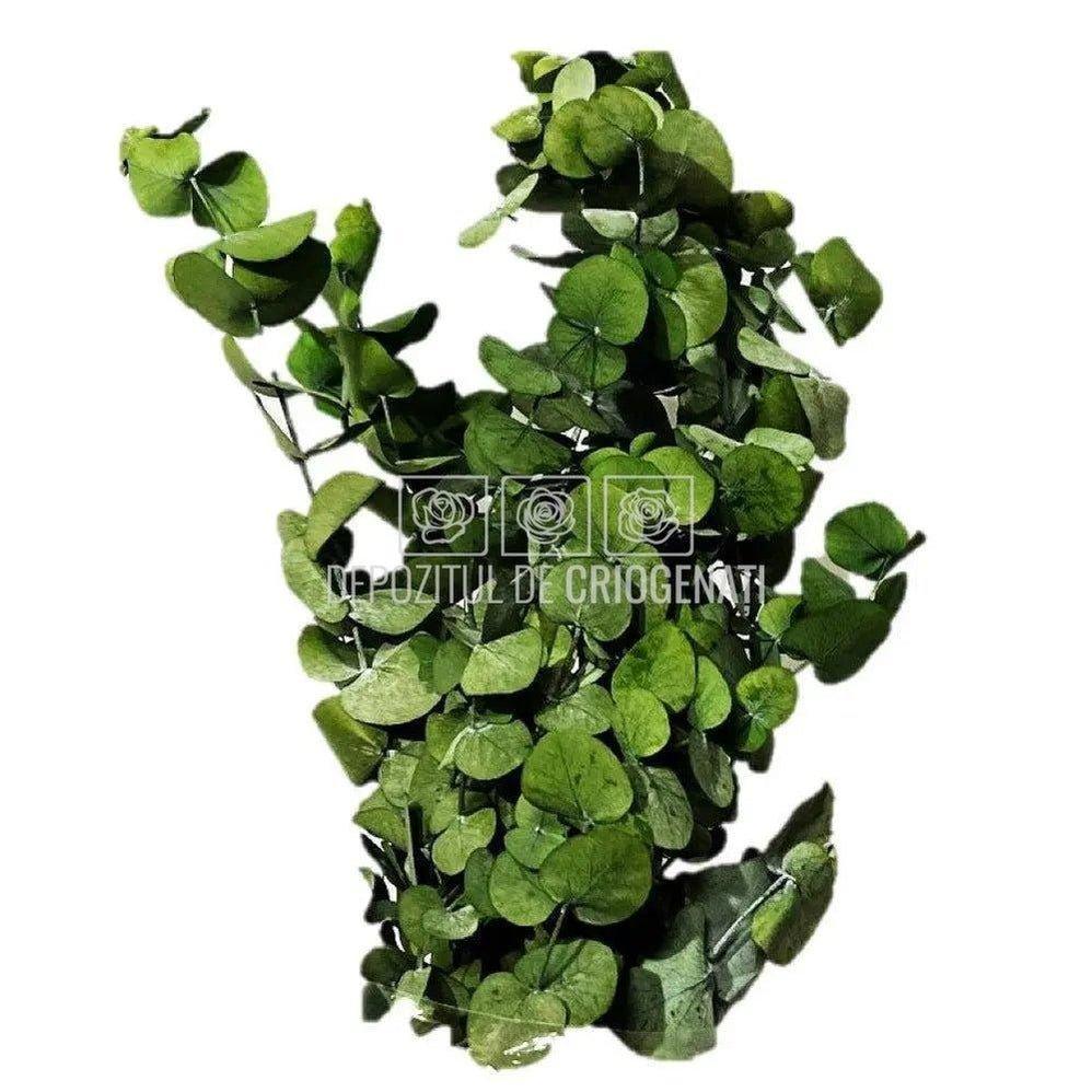 Cinerea Eucalipt (Buchet Criogenat) - DepozituldeCriogenati.ro