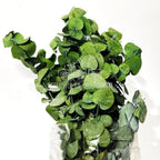 Cinerea Eucalipt (Buchet Criogenat) - DepozituldeCriogenati.ro