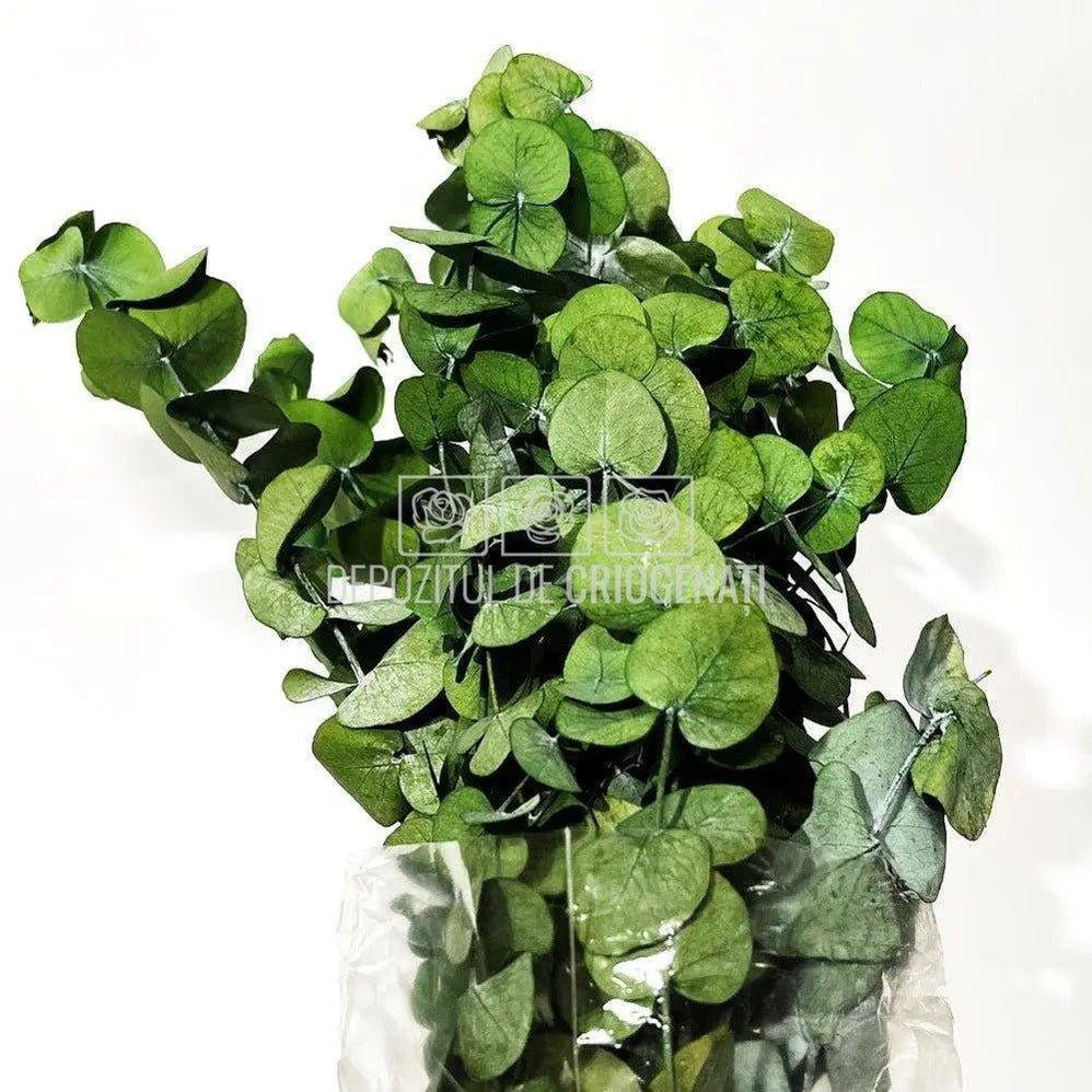 Cinerea Eucalipt (Buchet Criogenat) - DepozituldeCriogenati.ro