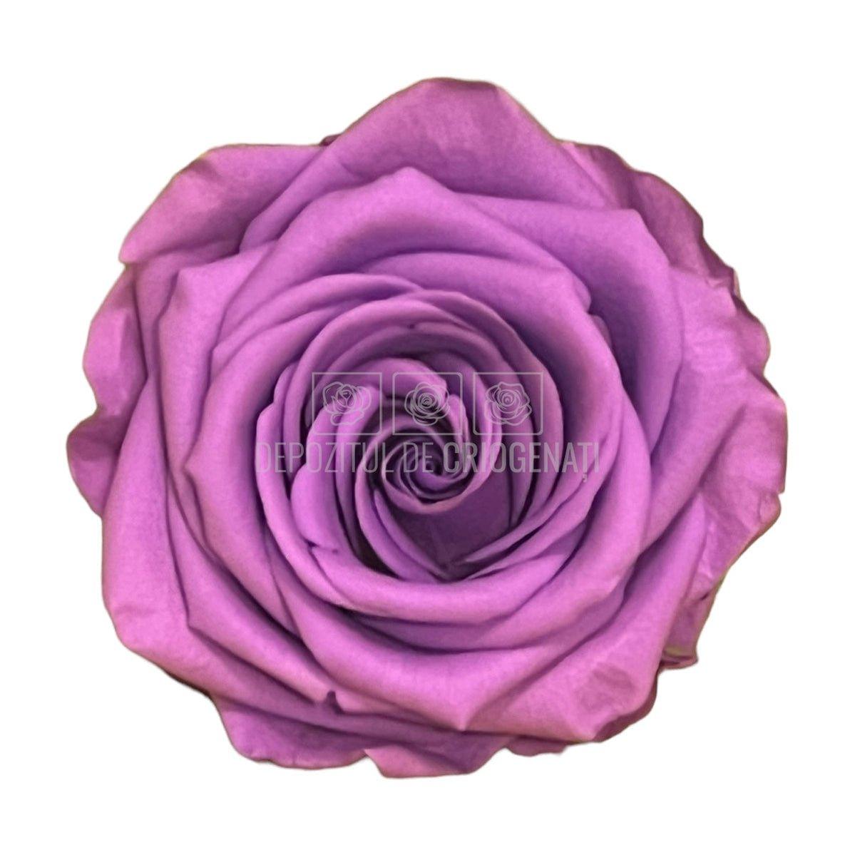 Copy of Trandafiri Criogenati PREMIUM BRIGHT LILA (Ø7-8,5cm; set 4buc) - DepozituldeCriogenati.ro