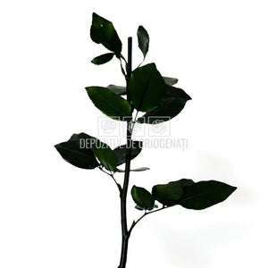 Cozi Criogenate RoseAmor 30cm pt Trandafiri Criogenati, Set 5 buc - DepozituldeCriogenati.ro