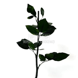 Cozi Criogenate RoseAmor 30cm pt Trandafiri Criogenati, Set 5 buc - DepozituldeCriogenati.ro