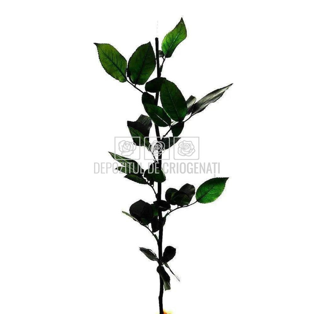 Cozi Criogenate RoseAmor 50cm pt Trandafiri Criogenati, Set 5 buc - DepozituldeCriogenati.ro