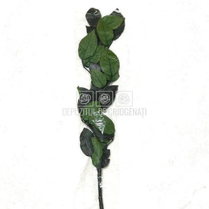 Cozi Criogenate RoseAmor 50cm pt Trandafiri Criogenati, Set 5 buc - DepozituldeCriogenati.ro