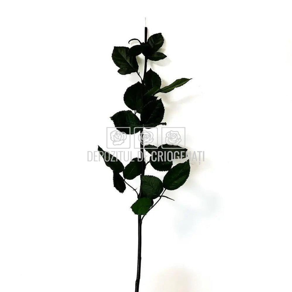 Cozi Criogenate RoseAmor 60cm pt Trandafiri Criogenati, Set 5 buc - DepozituldeCriogenati.ro