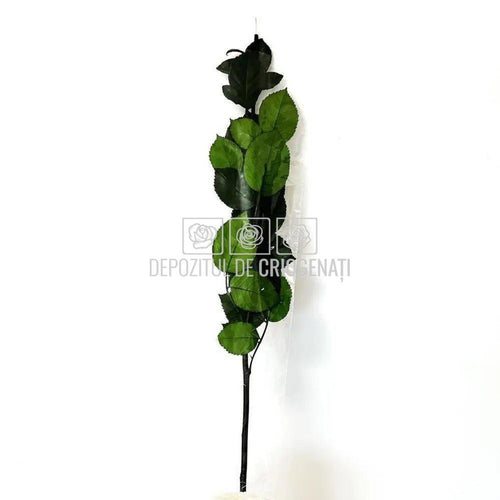 Cozi Criogenate RoseAmor 60cm pt Trandafiri Criogenati, Set 5 buc - DepozituldeCriogenati.ro