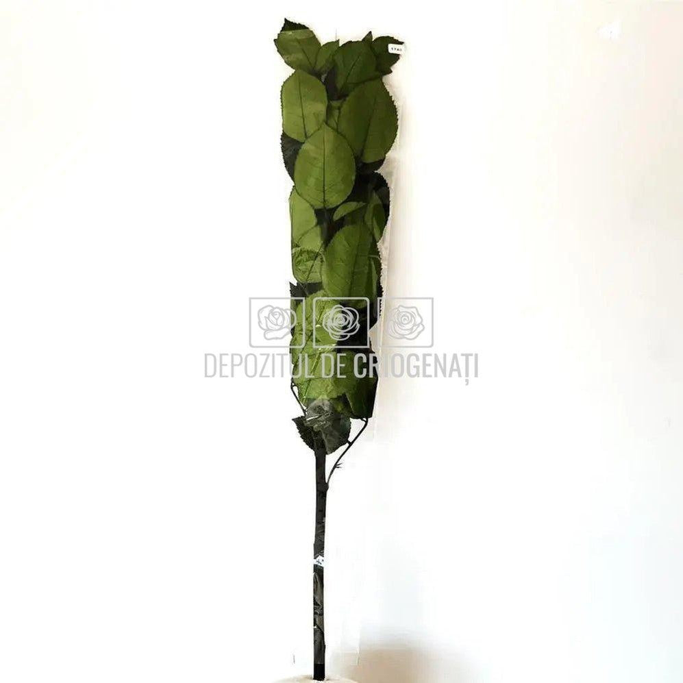 Cozi Criogenate RoseAmor 70cm pt Trandafiri Criogenati, Set 5 buc - DepozituldeCriogenati.ro