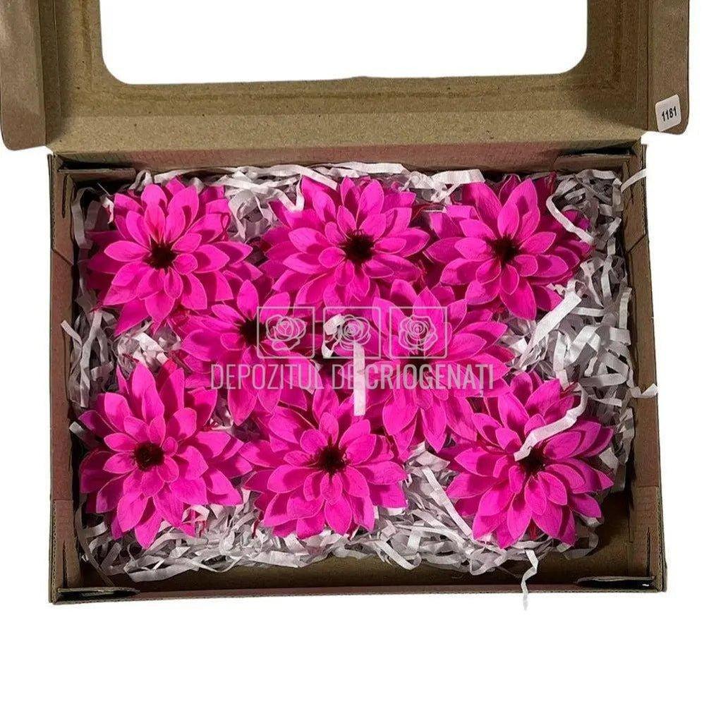 Dalia Criogenata DALIA PIN-07 Ø8cm, set 8 buc/cutie - DepozituldeCriogenati.ro