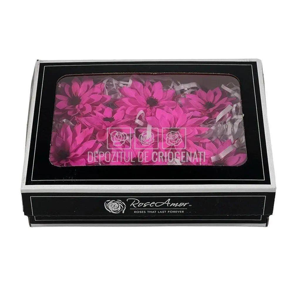 Dalia Criogenata DALIA PIN-07 Ø8cm, set 8 buc/cutie - DepozituldeCriogenati.ro