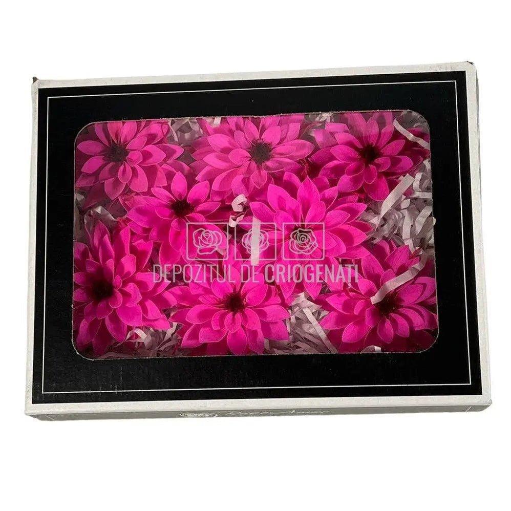 Dalia Criogenata DALIA PIN-07 Ø8cm, set 8 buc/cutie - DepozituldeCriogenati.ro
