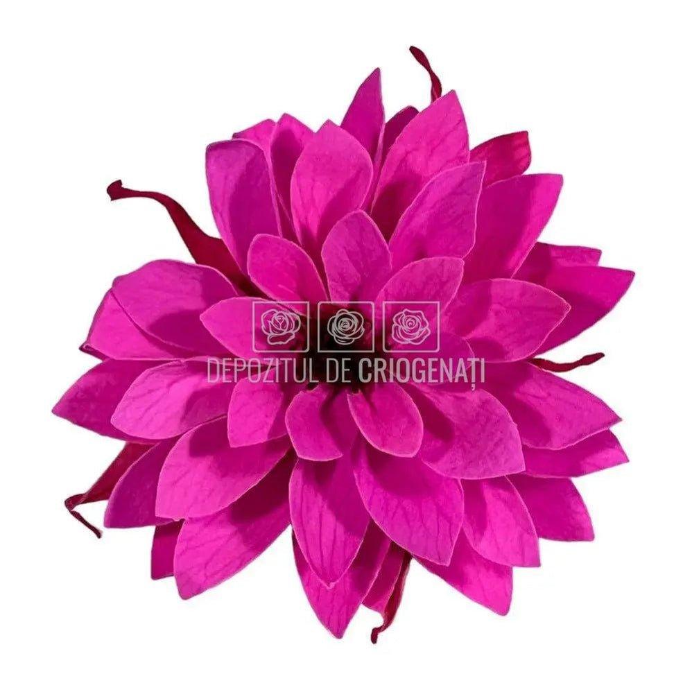 Dalia Criogenata DALIA PIN-07 Ø8cm, set 8 buc/cutie - DepozituldeCriogenati.ro