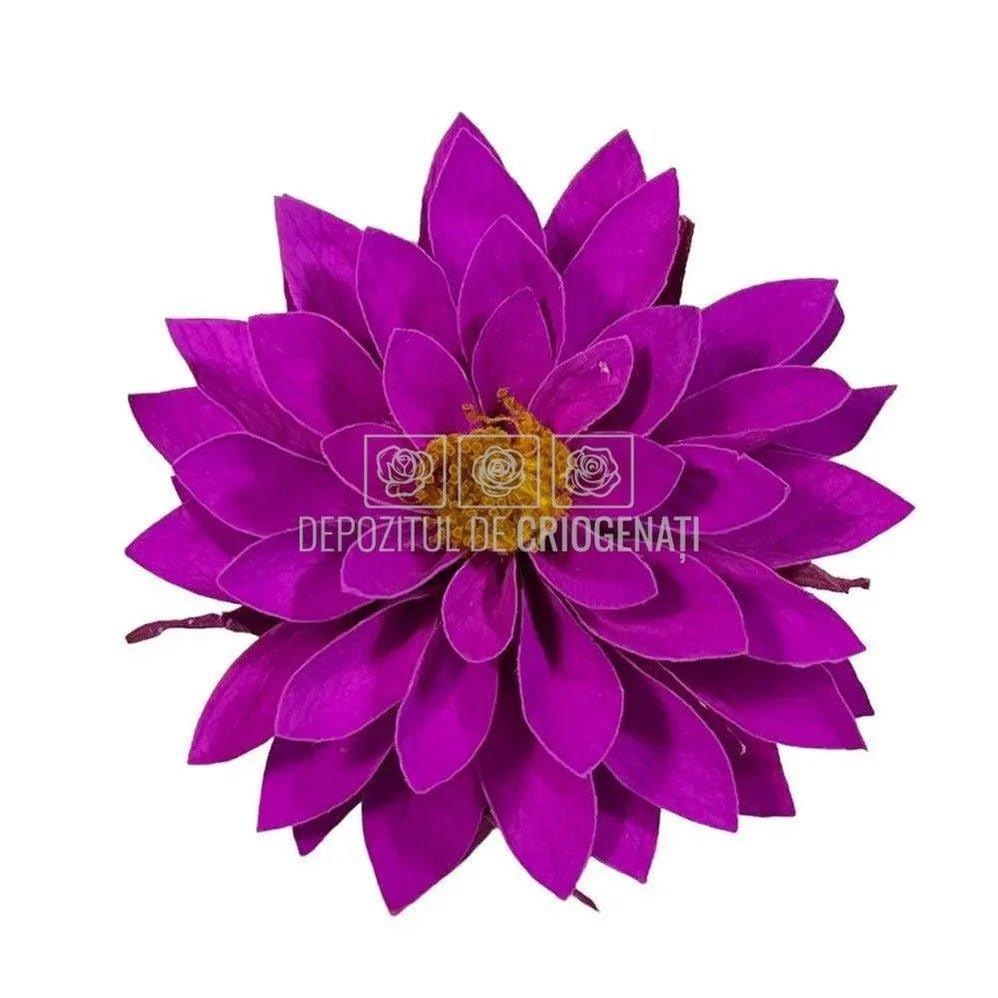 Dalia Criogenata DALIA PUR-02 Ø8cm, set 8 buc/cutie - DepozituldeCriogenati.ro