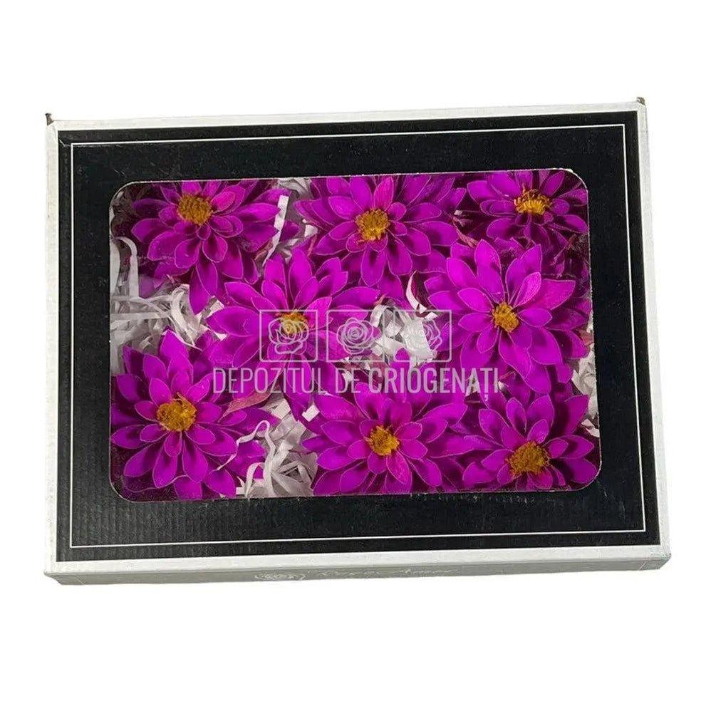 Dalia Criogenata DALIA PUR-02 Ø8cm, set 8 buc/cutie - DepozituldeCriogenati.ro