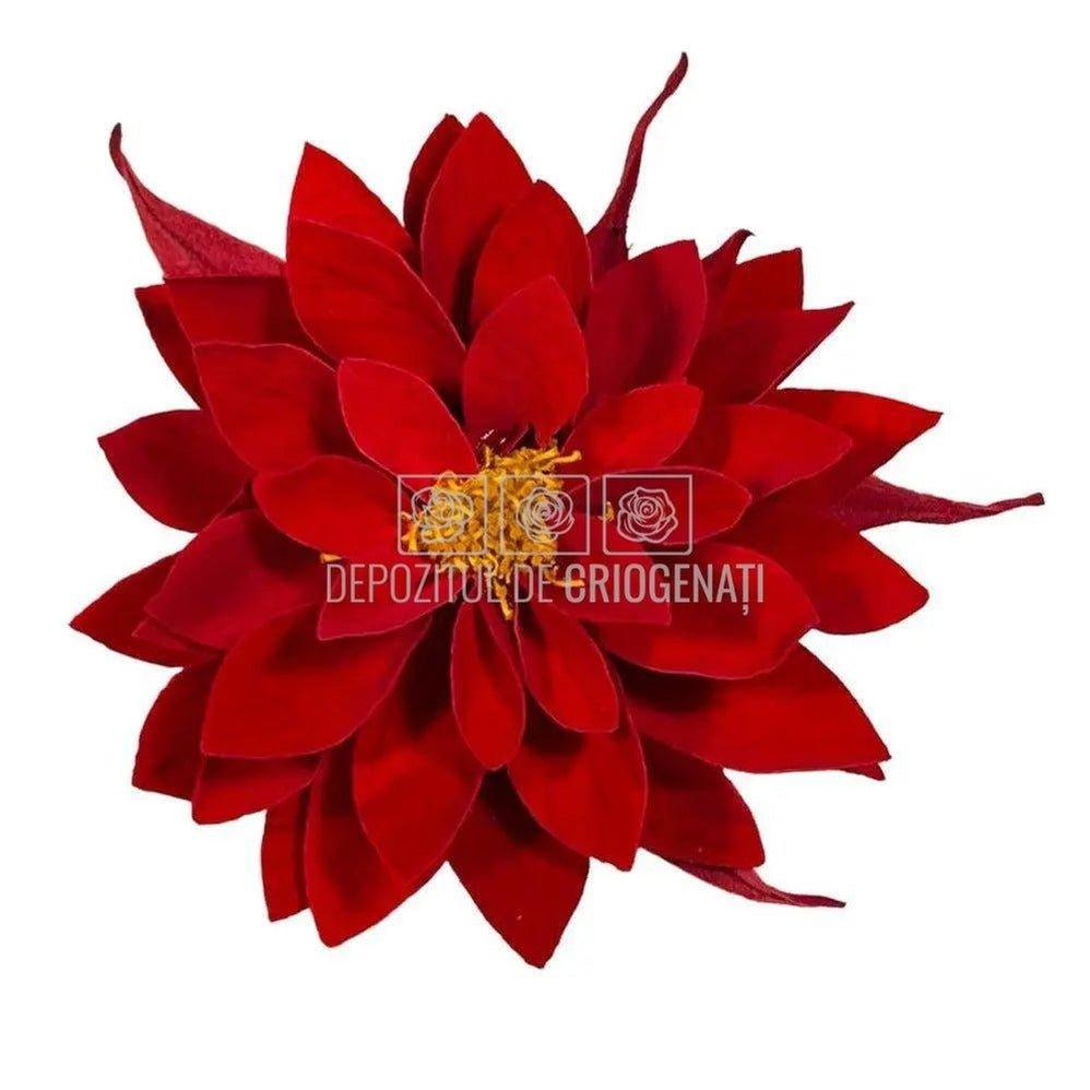 Dalia Criogenata DALIA RED-02 Ø8cm, set 8 buc/cutie - DepozituldeCriogenati.ro