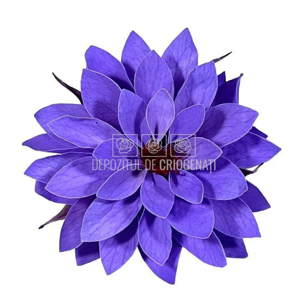 Dalia Criogenata DALIA VIO-01 Ø8cm, set 8 buc/cutie - DepozituldeCriogenati.ro