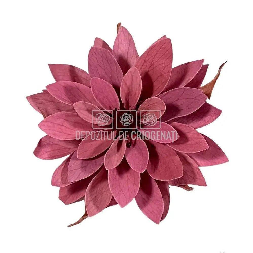 Dalia Criogenata DALIA VIO-02 Ø8cm, set 8 buc/cutie - DepozituldeCriogenati.ro