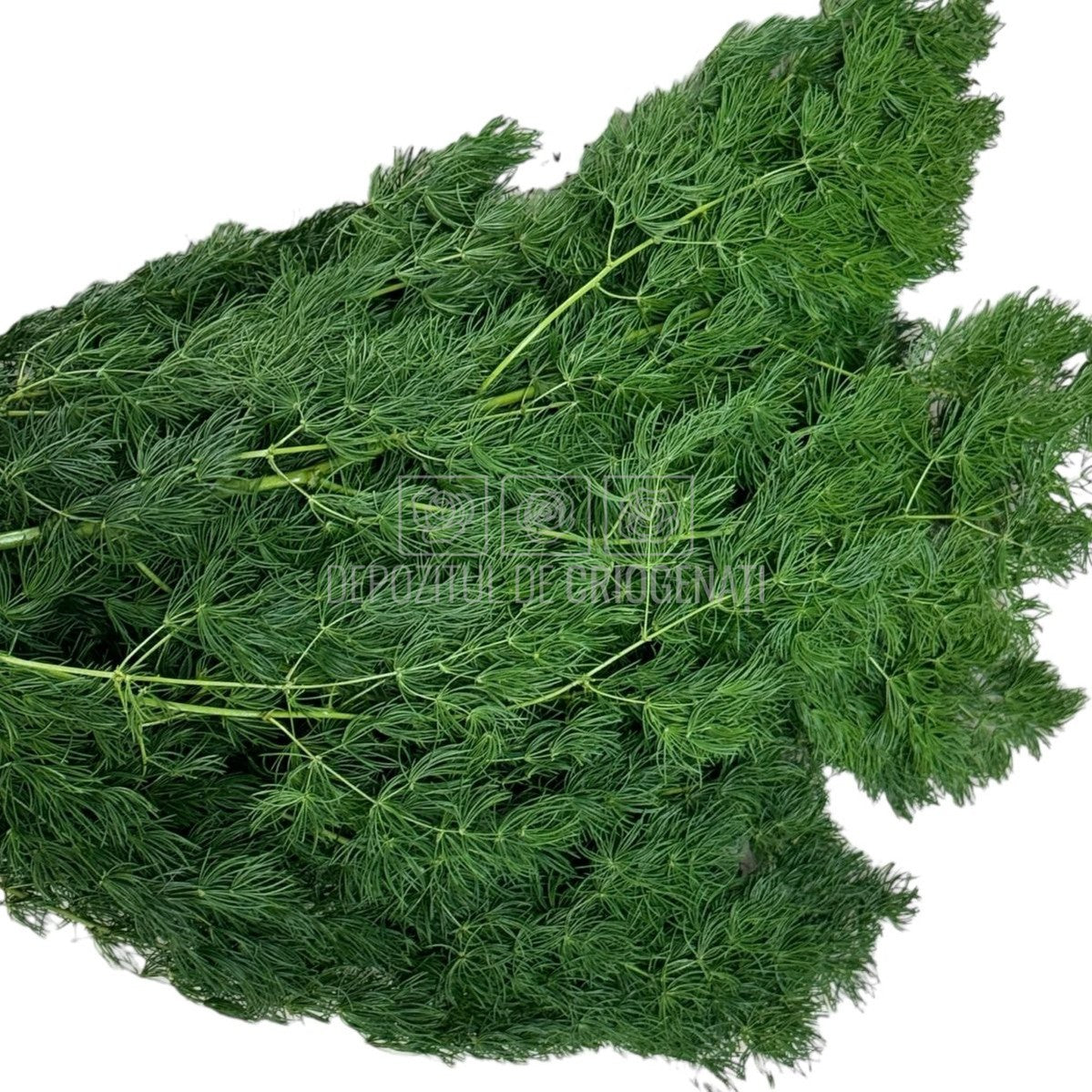 Feriga Criogenata Ming verde (Buchet Criogenat)