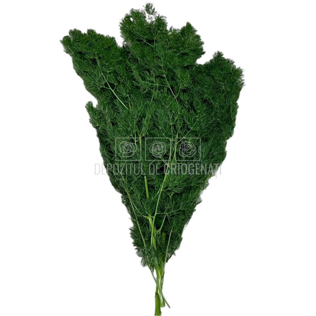 Feriga Criogenata Ming verde (Buchet Criogenat)