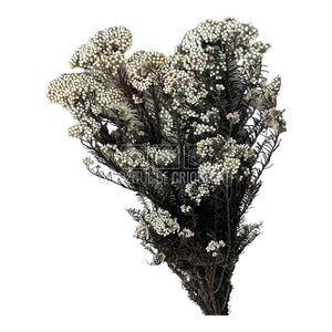 Floare de orez alba (Buchet Criogenat)-Depozitul de Criogenati