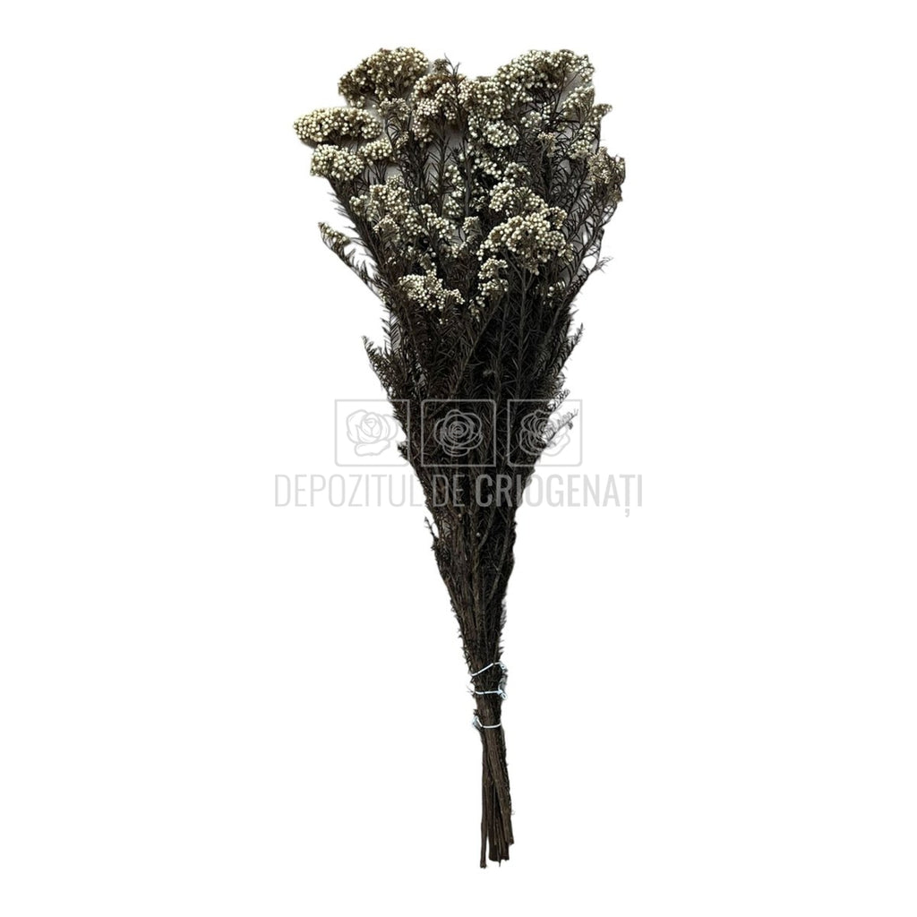 Floare de orez alba (Buchet Criogenat)-Depozitul de Criogenati