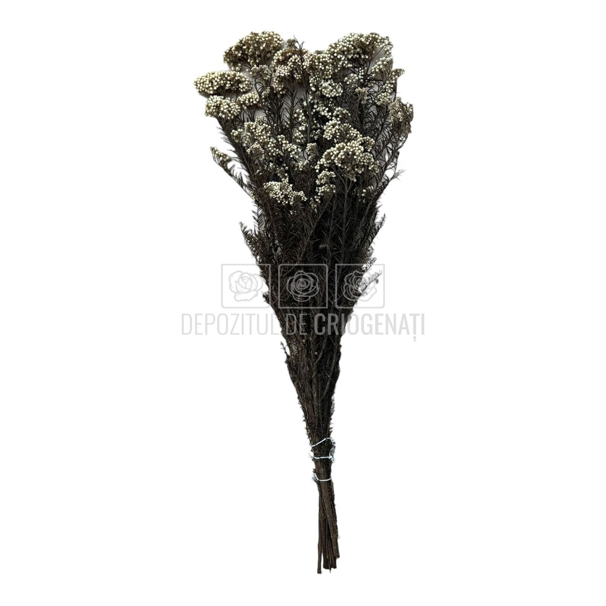 Floare de orez alba (Buchet Criogenat)-Depozitul de Criogenati