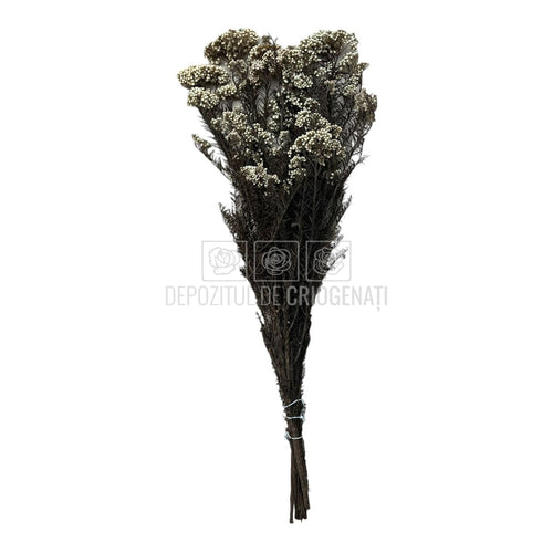 Floare de orez alba (Buchet Criogenat)-Depozitul de Criogenati