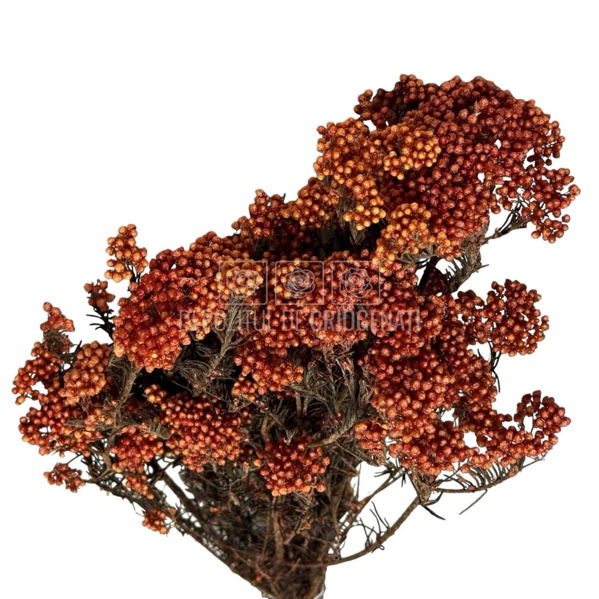 Floare de orez piersica (Buchet Criogenat) - DepozituldeCriogenati.ro