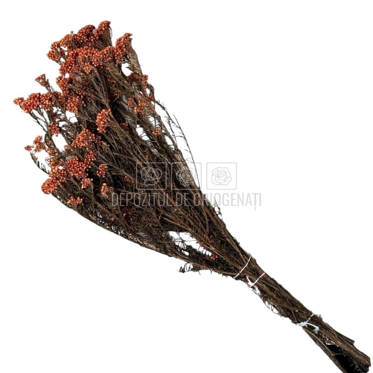 Floare de orez piersica (Buchet Criogenat) - DepozituldeCriogenati.ro